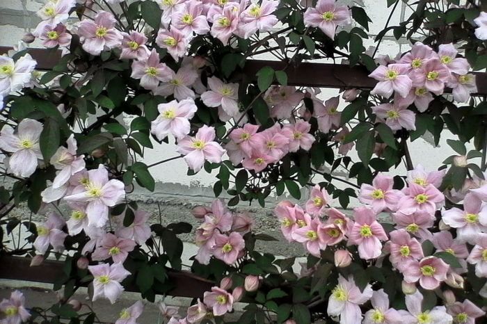 clematis montana mayleen - 5Clematite 2016