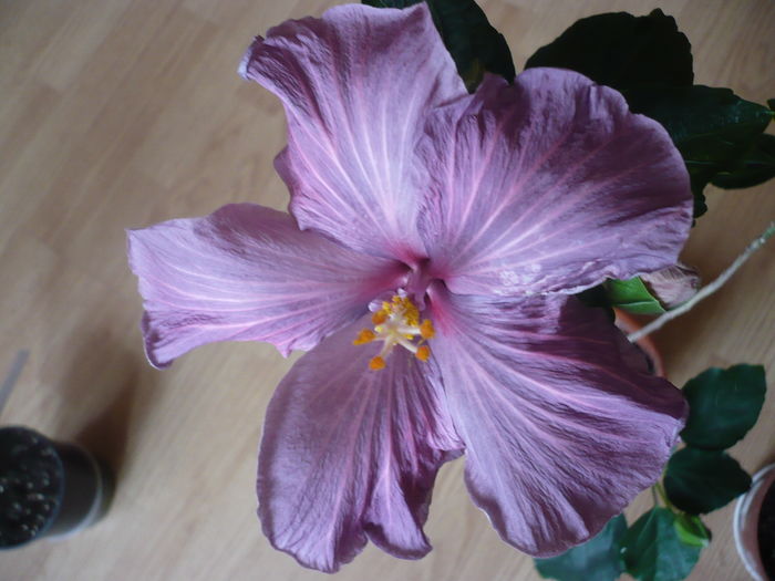 P1250875
