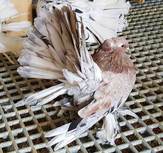 20160420_133917_001-1-1