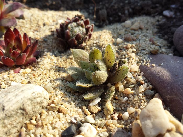  - Sempervivum - 2016