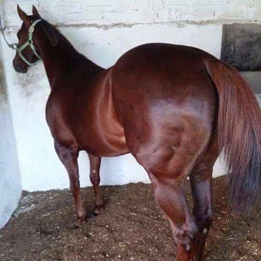 FB_IMG_1461168869186 - C Pentru cei care le plac aceste animale