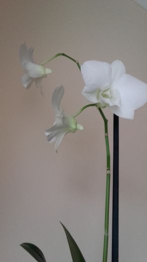 Dendrobium phalaenopsis