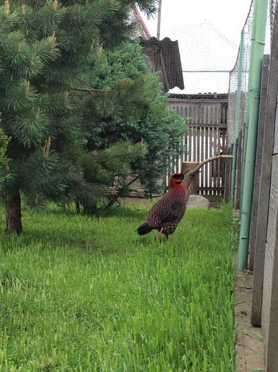 image - Tragopan