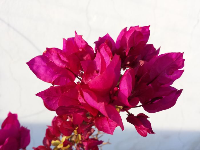  - Bougainvillea - 2016 - 2019