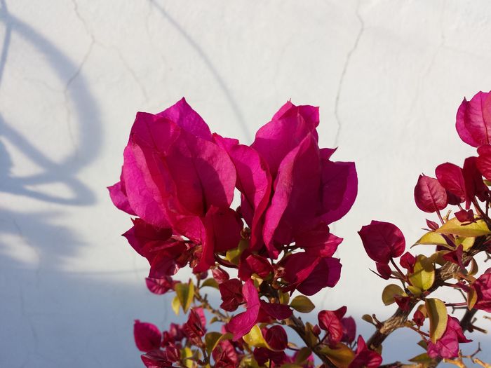  - Bougainvillea - 2016 - 2019