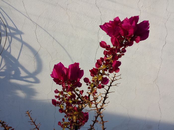  - Bougainvillea - 2016 - 2019