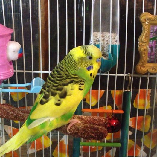 12298812_980061892040559_245276059_n