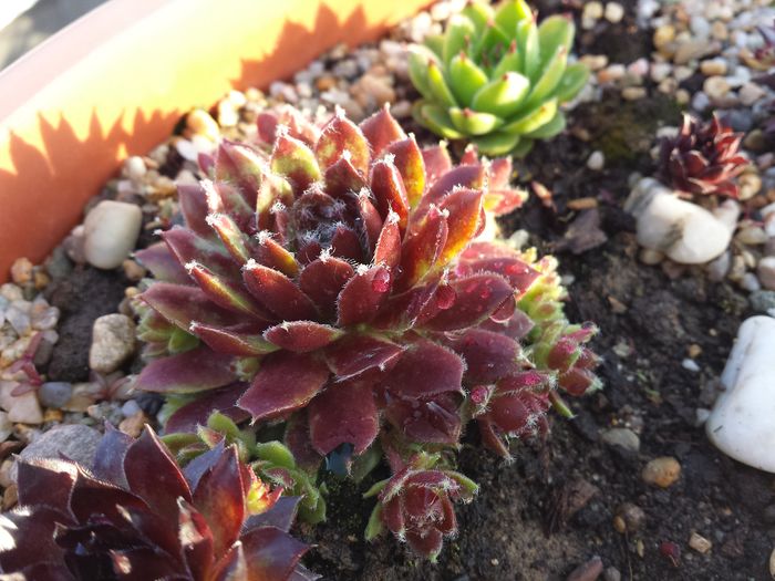  - Sempervivum - 2016