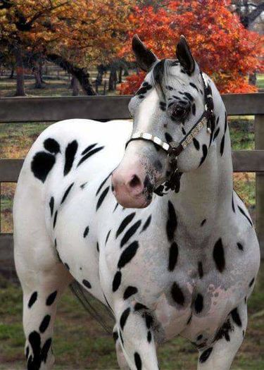FB_IMG_1461168833257 - C Pentru cei care le plac aceste animale