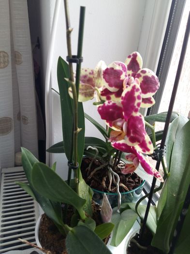 20160313_120716 - Orhideele mele