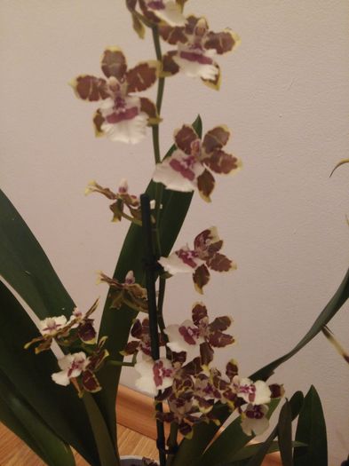 20160210_214741 - Orhideele mele