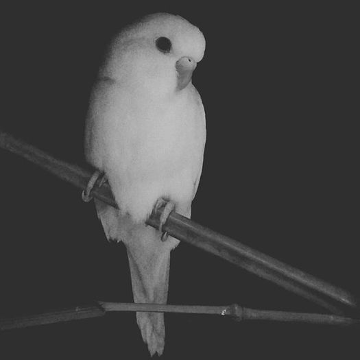 12298819_191559994521430_54345075_n - Birds  II