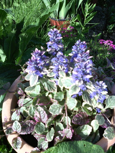 Ajuga