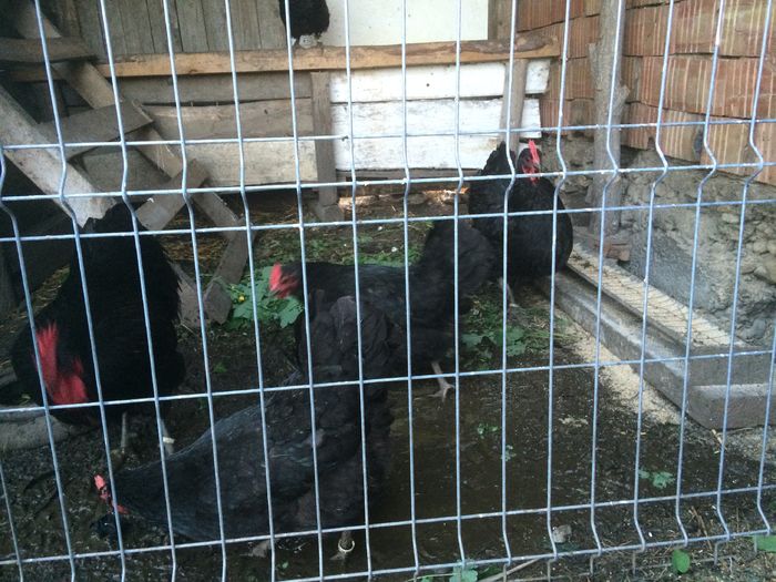 IMG_1342 - AUSTRALORP