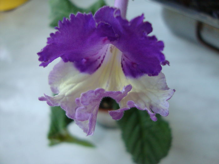 Silvia - Streptocarpus 2016