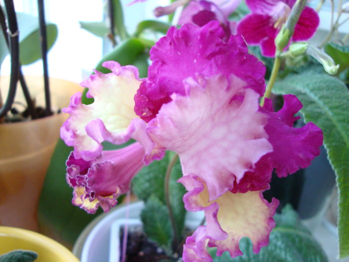 DSC08969 - Streptocarpus 2016