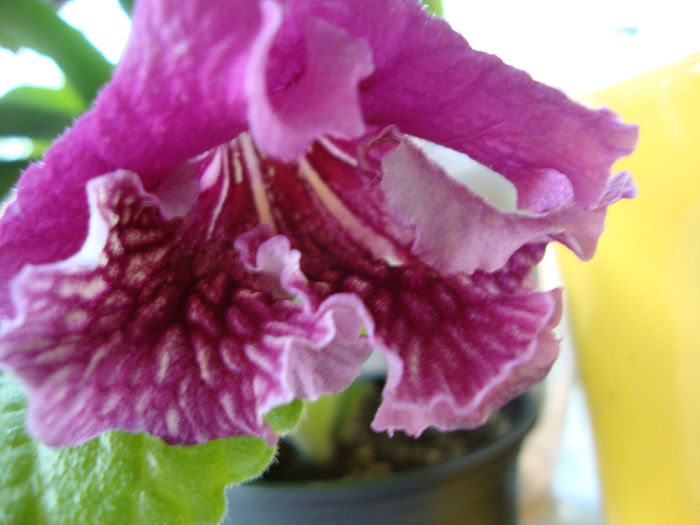 DSC08970 - Streptocarpus 2016