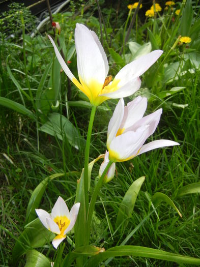 Tulipa Lilac Wonder (2016, April 10)