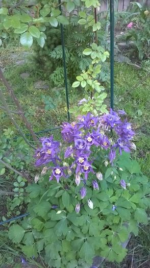 Caldaruse - Phlox si alte perene