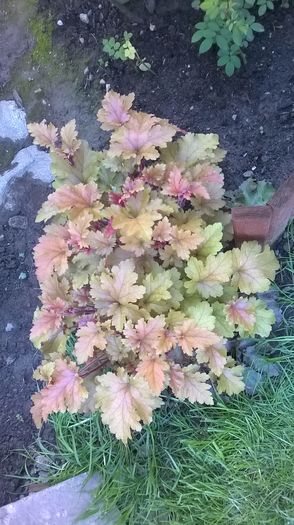 WP_20160420_044 - 2016 Heuchera