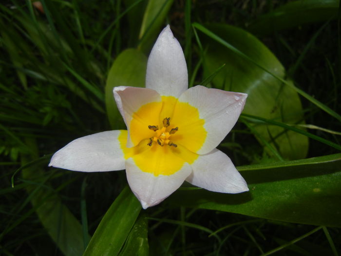Tulipa Lilac Wonder (2016, April 10) - Tulipa Lilac Wonder