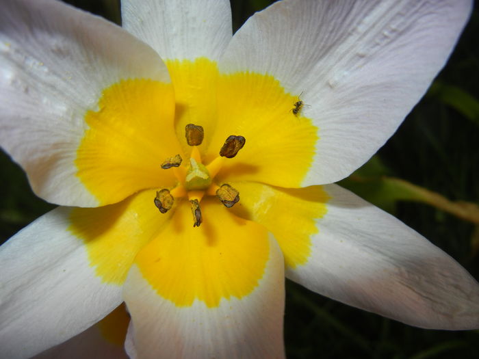 Tulipa Lilac Wonder (2016, April 10) - Tulipa Lilac Wonder