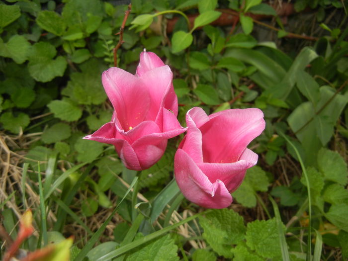 Tulipa Maytime (2016, April 10) - Tulipa Maytime