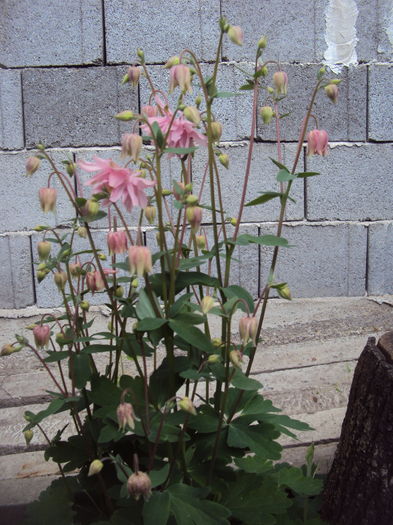 DSC09356