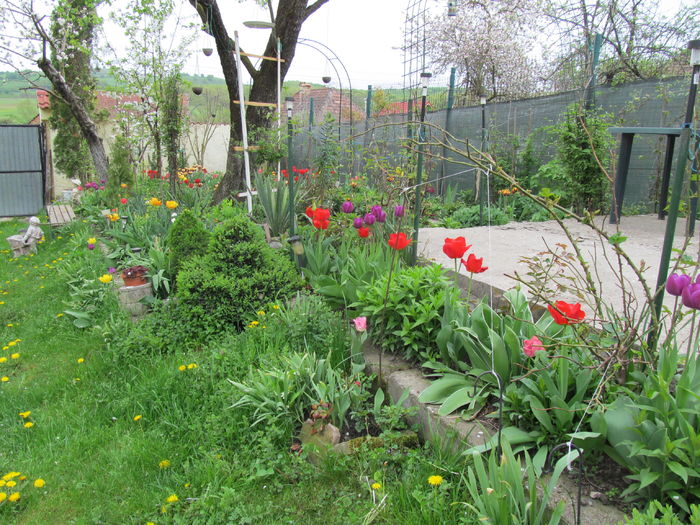 IMG_2877 - Lalele 2016