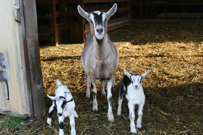 Alpina cu doi iezisori - Rase de oi si capre poze deosebite 11