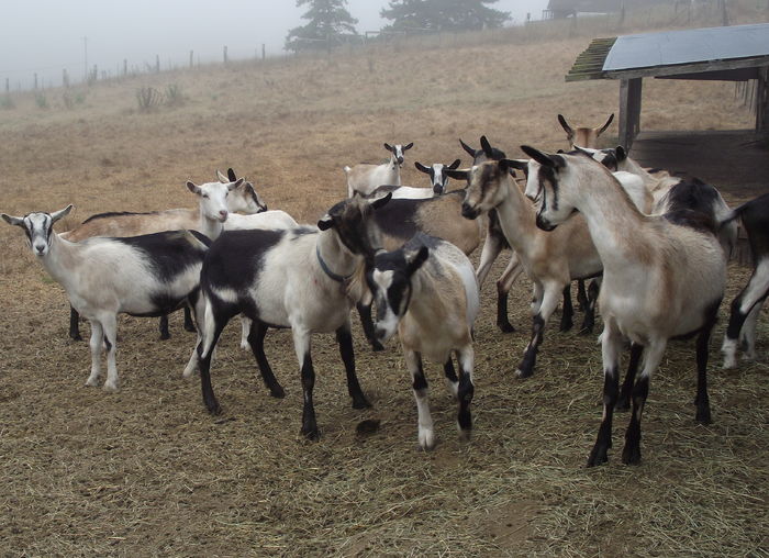 Frumuseti producatoare de lapte-n76 - Rase de oi si capre poze deosebite 11