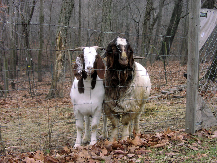 Perechea de Boeri frumosi - Rase de oi si capre poze deosebite 11