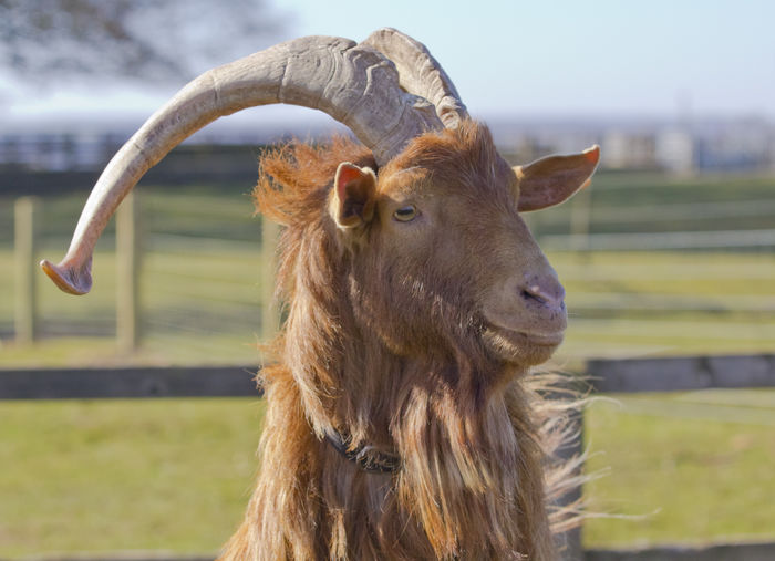 Tap rasa Golden Guernsey frumos - Rase de oi si capre poze deosebite 11