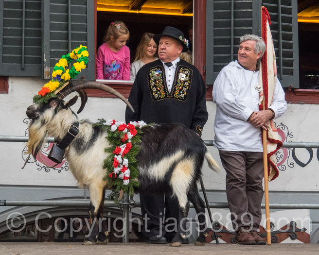 Tapul Paun castigator impodobit ca lumea - Rase de oi si capre poze deosebite 11
