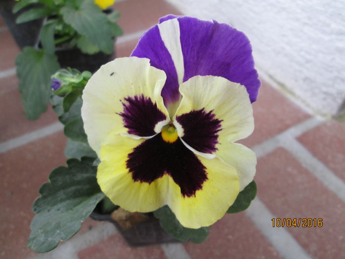 IMG_1080 - FLORI APRILIE