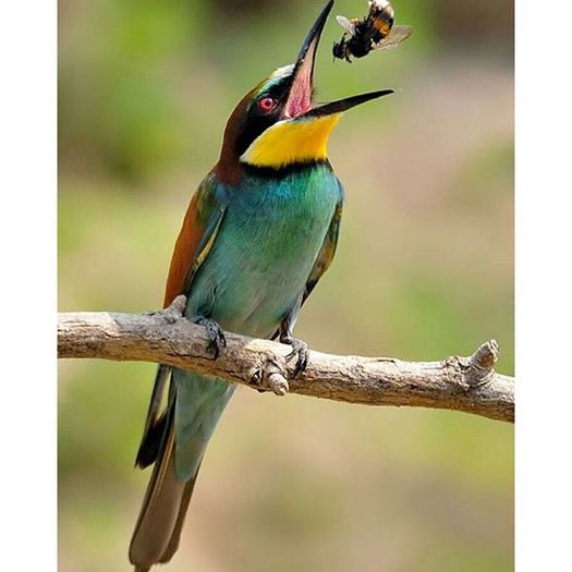 12298821_331945610309299_598876123_n - Birds  II