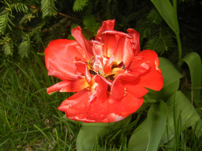 Tulipa Red (2016, April 10)