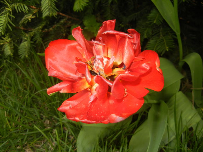 Tulipa Red (2016, April 10) Tulipa Red (2016, April 10)