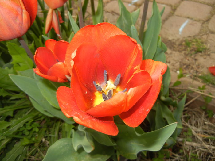 Tulipa Cairo (2016, April 10) - Tulipa Cairo