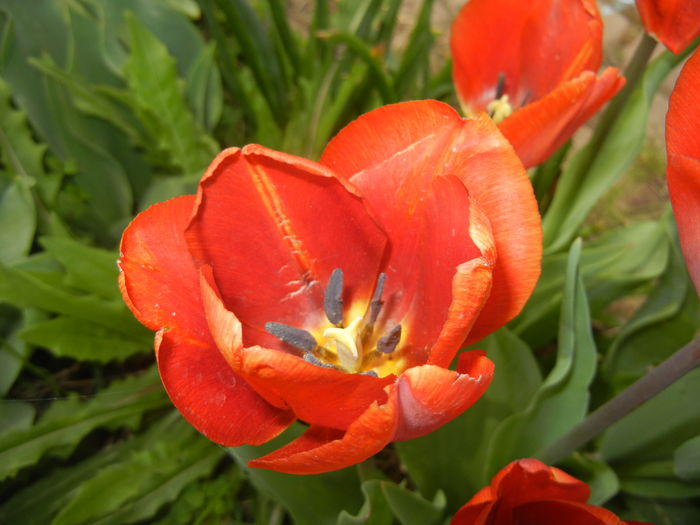 Tulipa Cairo (2016, April 10) - Tulipa Cairo