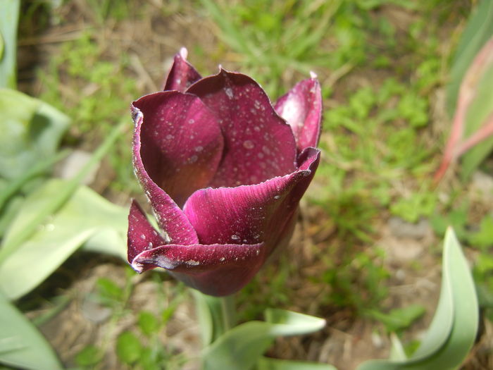 Tulipa Havran (2016, April 10) - Tulipa Havran