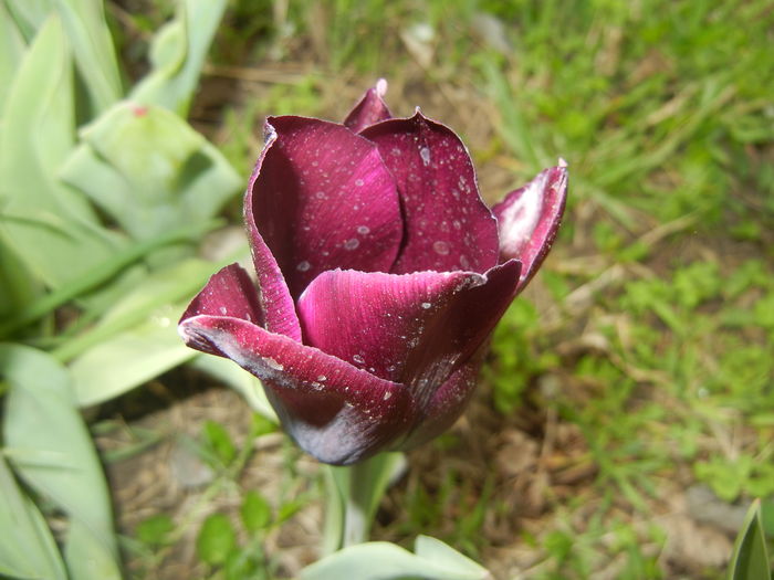 Tulipa Havran (2016, April 10) - Tulipa Havran