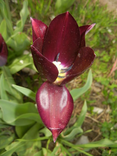 Tulipa Havran (2016, April 10) - Tulipa Havran