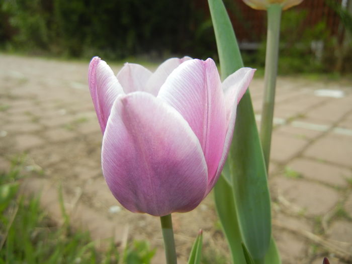 Tulipa Synaeda Blue (2016, April 10) - Tulipa Synaeda Blue