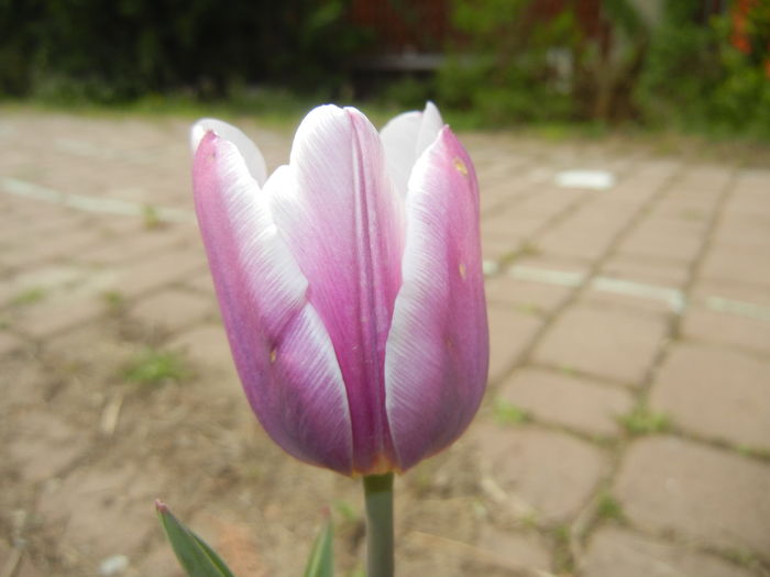 Tulipa Synaeda Blue (2016, April 10) - Tulipa Synaeda Blue