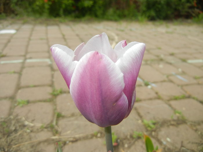 Tulipa Synaeda Blue (2016, April 10)