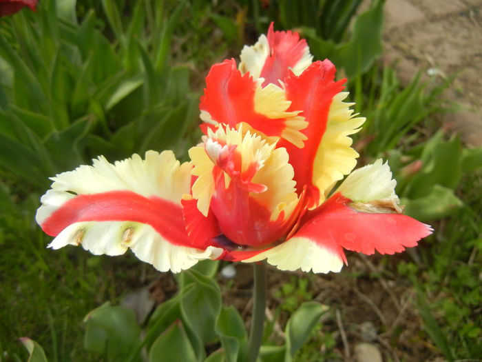 Tulipa Flaming Parrot (2016, April 10)