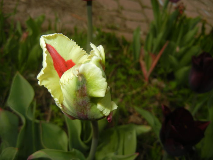 Tulipa Flaming Parrot (2016, April 10)