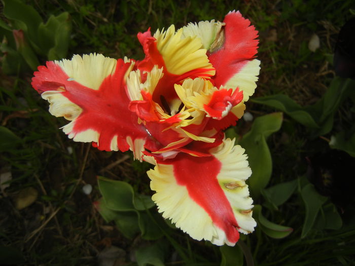 Tulipa Flaming Parrot (2016, April 10)