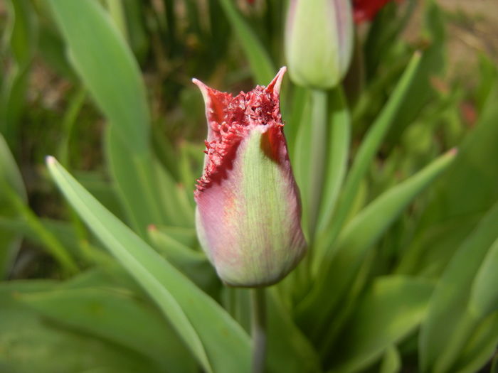 Tulipa Pacific Pearl (2016, April 10) - Tulipa Pacific Pearl